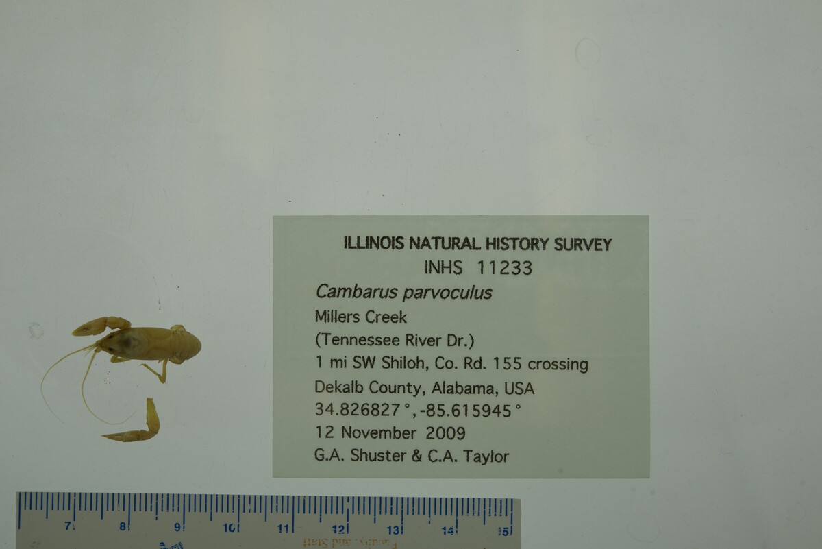 Cambarus parvoculus image